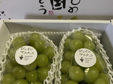 【夏ギフト】　エメラルドグリーンの輝き！矢掛町産シャインマスカット2房入り箱
