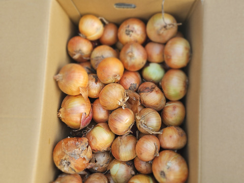 常備野菜といえば玉ねぎ‼️北はやて　10kg