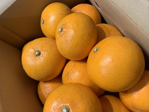 ジュワッと甘い柑橘の大トロせとか‼︎【家庭用】 3kg  ✳︎2月下旬から発送