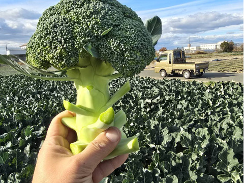 期間限定【農薬・化学肥料不使用】冬の旬野菜セット５～８品種