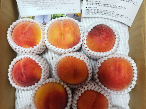 54早生ワッサー家庭用10キロ クセになる食感！早生ワッサー 家庭用 約2.4kg（10～13玉）【朝どれ