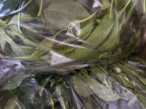 農家自慢の葉唐辛子　摘みたて茎なし　たっぷりお入れして３００g とサービス季節のお野菜と共にお届け致します。