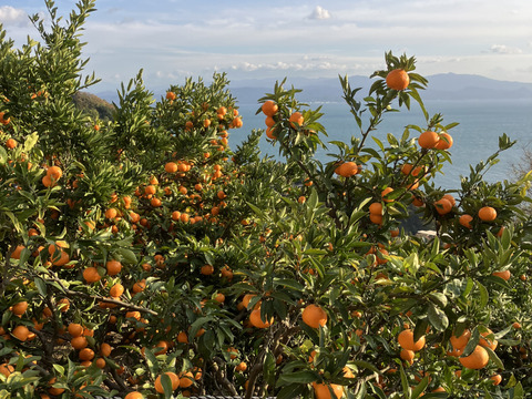 訳あり石地ミカン　甘くて美味しい5k