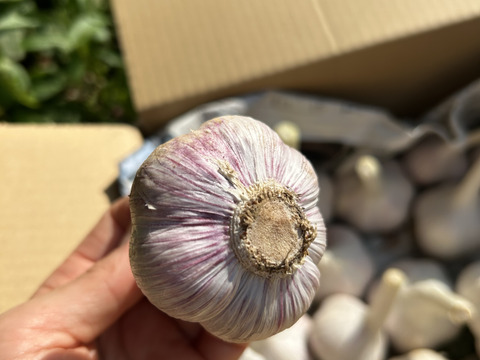 貴重な在来種！ニンニク【有機JAS取得】1kg （サイズミックス/玉/乾燥）