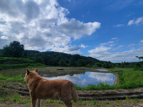 貴重な棚田産玄米を米粉に！🌾新潟の天陽・天水・谷風が注ぐ棚田「とちおてらす」の玄米米粉【200g×2袋】🍞(品種コシヒカリ)🍚農薬肥料不使用