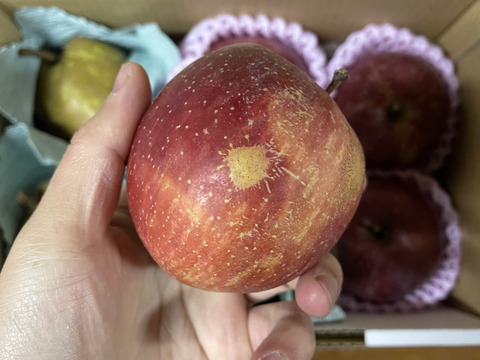 太陽の光を浴びた☆B級品サンふじ☆家庭用企画