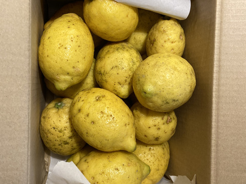 訳あり◆農薬不使用◆広島レモン　2.4kg