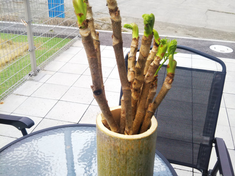 追加出展
『激レア』　自宅で育てるタラの芽
春を一足先に告げる南国の木の芽です
タラの芽原木５本・竹の花瓶・栽培マニュアル付き