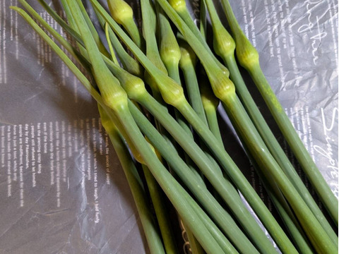 【京都産】無臭ニンニク（ジャンボリーキ）の芽 　500ｇ（20～25本）