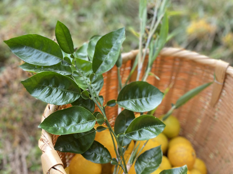 《農薬不使用》かぼす発祥の地/臼杵市産/香り高いかぼす《大分一号》10kg
