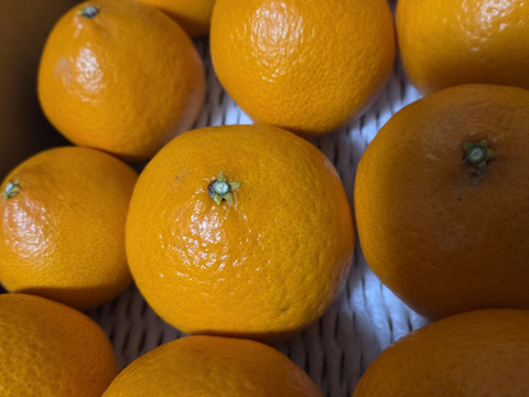 【新登場＆数量限定】愛媛県産 新品種「愛媛果試第48号(基準クリアで紅プリンセス）」約3kg予約販売開始！