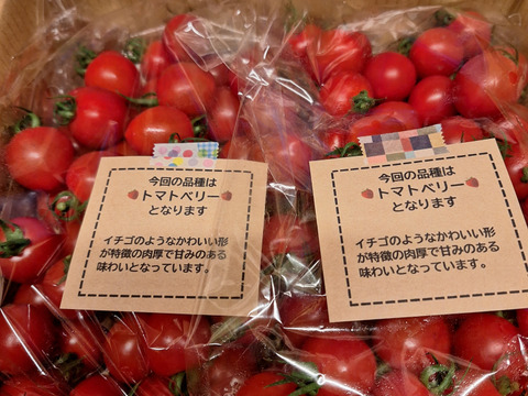 ハート型でかわいいミニトマト　完熟トマトベリー単品 1.5kg【千葉県旭市産】