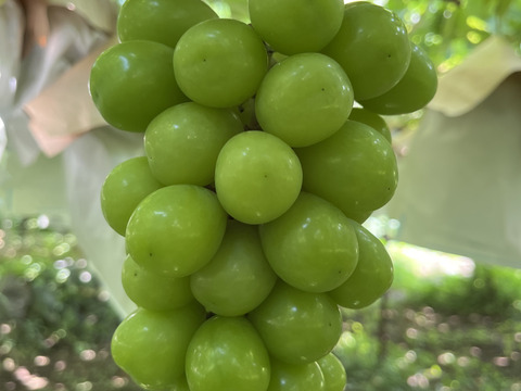 【★予約販売★】★★高級シャインマスカット約２Kg★★