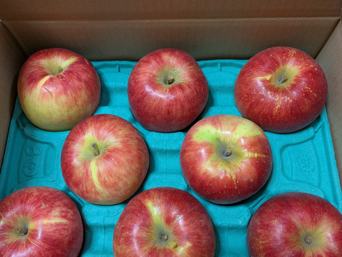 2月2日完売🙇 満点青空レストランで話題です🍎【りんごの概念変わります】奥州ロマン 3キロ箱 6玉〜15玉サイズ 長野県 信州 安曇野 リンゴ 幻  希少  甘い 幻の林檎  ID52109