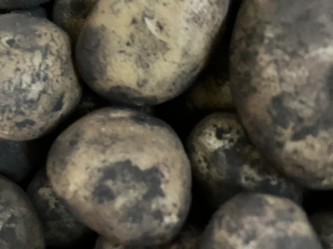 富士山麓の湧水育ち、おまかせ野菜セット