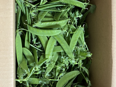 和歌山県産【絹さや】（秀品）1キロ