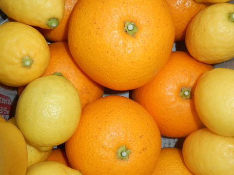 柑橘2種セット　今旬のはっさく、レモン5個、合計5kg