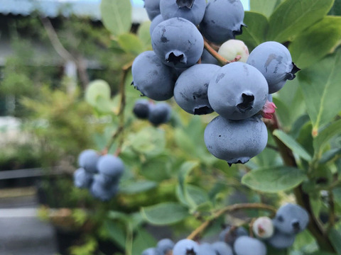 栽培期間中農薬・化学肥料不使用のお米使用！食べる甘酒「酵果満点」