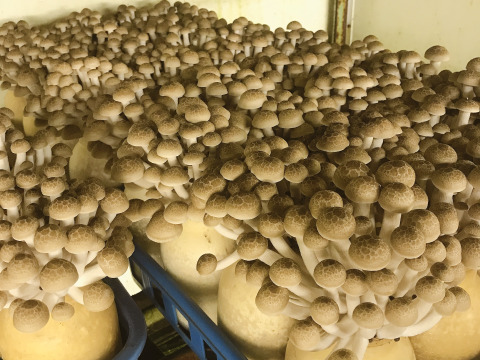 香り豊かな信州きのこ3種詰め合わせ【栽培期間中農薬不使用】