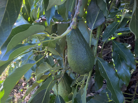 国産アボカド「ウィンターメキシカン」３個