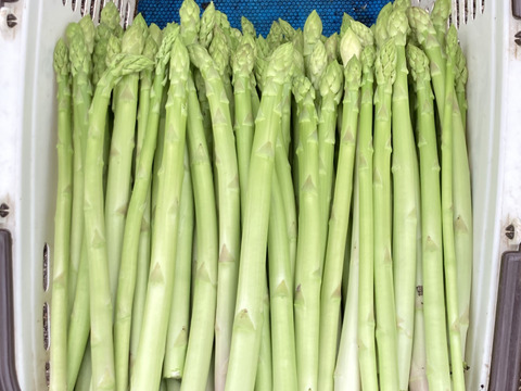 【夏芽限定】グリーンアスパラガス　ミシュランガイド掲載店使用（L,2Lサイズ　30本前後）高級レストラン使用サイズ