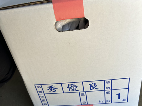 金色羅皇（こんじきらおう）7〜8kg