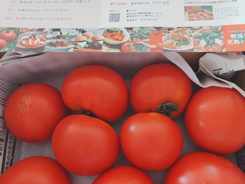 【12月再販予定】ずっしり❗️ジューシー❗️朝採り完熟トマト(規格外)
