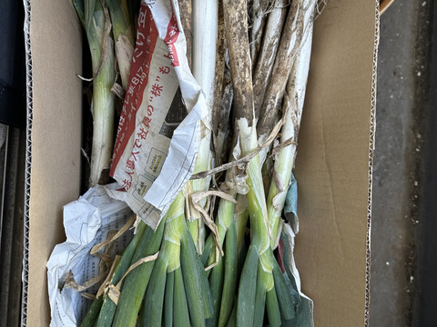 【破格のお値段！業務用向け】猛暑を乗り越えた甘みのある新鮮長ネギ（お徳用１０kg・約６０〜８０本入り）