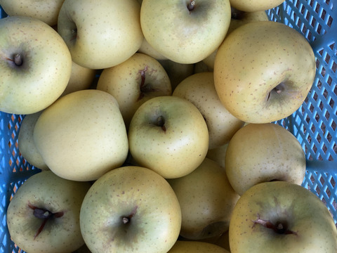 3色盛り！3色盛り！お試しラフランス＋2色りんご詰め合わせ！1度で3度うまい!箱込6キロ以上