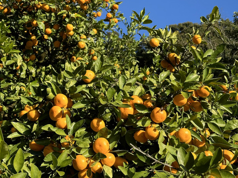 【冬ギフト】年越しみかん！有田みかん山畑5kg
