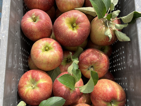 【家庭用】パリッとりんご！秋映 約5kg 信州りんご