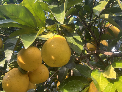 熊本県産 早摘み 訳あり 河内晩柑 9kg