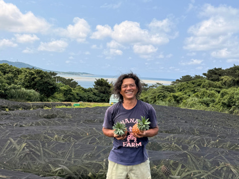 【奇跡の有機JASオーガニック 】 桃のような甘い香り！プレミアム完熟ミニピーチパイン『沖縄県西表島パイナップル』１.２ｋｇ（3個）