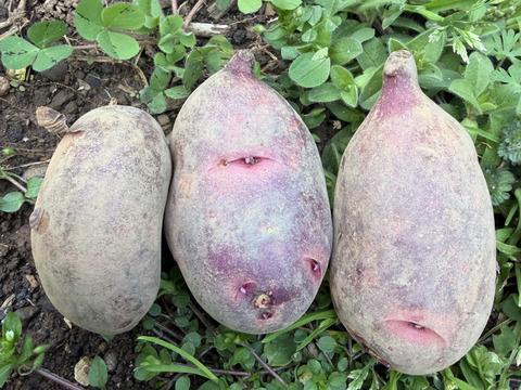 グラウンドペチカ｜ほくほく甘い 島育ちのじゃがいも 五島産 ２kg