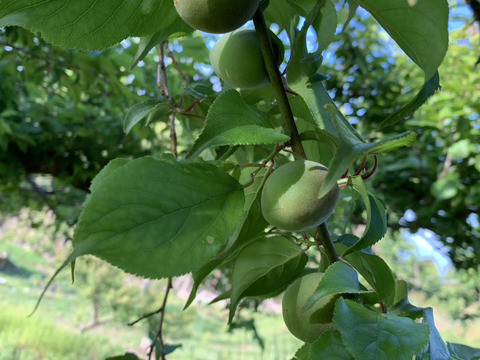 【期間限定】【梅郷】梅の香り　2キロ