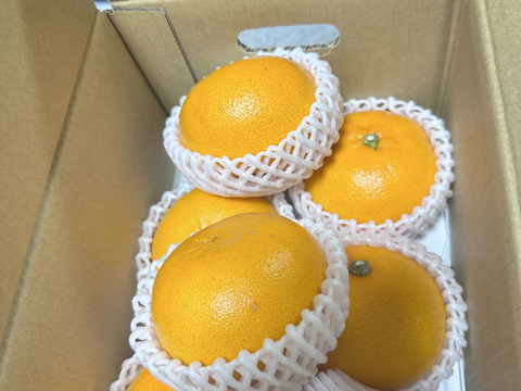 【秀品】せとか 2kg トロ～リ食感！柑橘の大トロ♡高級柑橘♫愛媛みかん！！