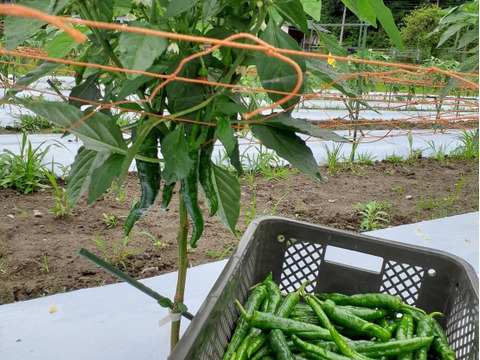 【今が旬！】肉厚ジューシー甘長とうがらし【甘とう美人】BBQに！串焼きに！(1箱300g✖️3袋入り)