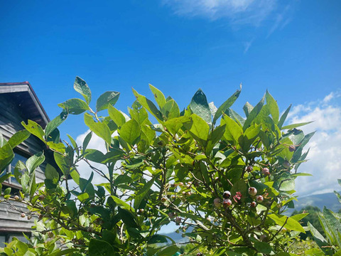 【福袋】ジャム3本＋ハーブソルト（ブルーベリー葉の塩）のお買得セット　※まとめ買い対応