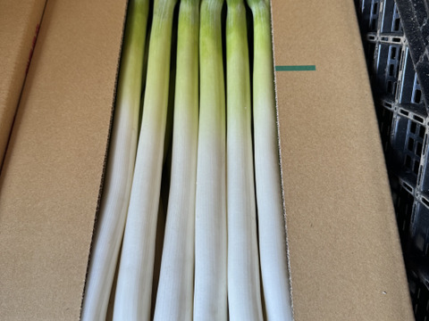 甘い長ネギ【夏扇パワー】有機肥料栽培　除草剤不使用　群馬県産　10本　2Lサイズ(2cm以上)
