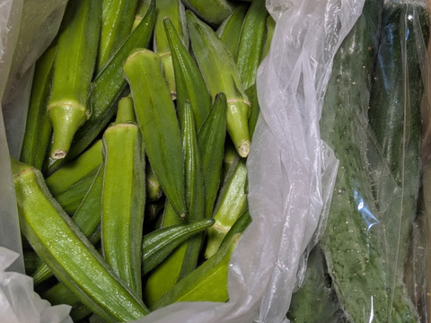 オクラ60本　緑オクラのみ　発送タイミングおまかせ