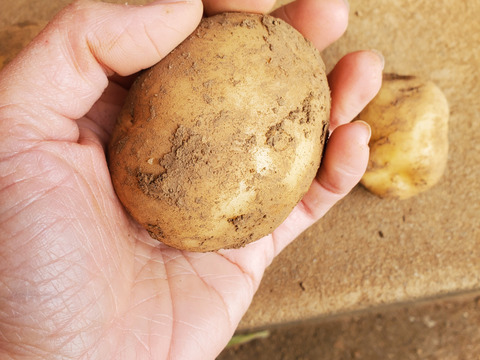 島育ちのじゃがいも食べ比べ！デジマ＆グランドペチカ　計２kg