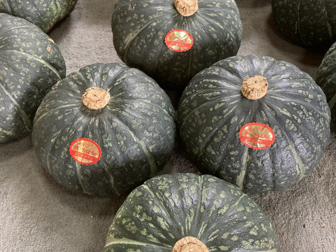 三浦栗かぼちゃ5～7個　10ｋｇ　　みやこ