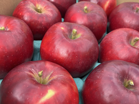 訳あり 紅玉 5キロ箱 16～21玉 長野県産