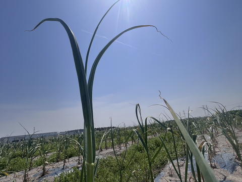 大容量！国産ニンニクの芽たっぷり4kg☆業務用にも≪収穫次第発送予定≫