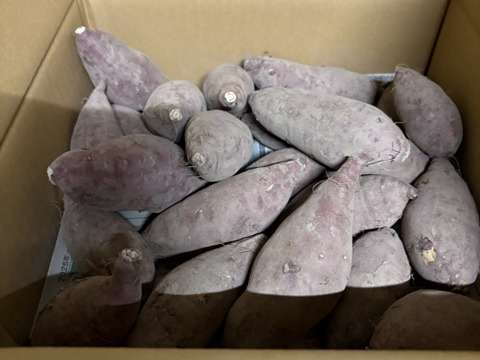【１人１回だけの特別品】金時芋２ｋｇ(箱入)　10月以降～発送予定！　熟成期間１ヶ月超！　さつまいも！　栽培期間中農薬不使用！
【敬老の日】