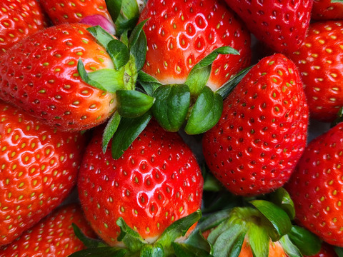 【12月先行予約】【お正月の家族の集まりに】【2年連続品評会入賞🍓】やよいひめこだわりの栽培で味が濃すぎるいちご 500g