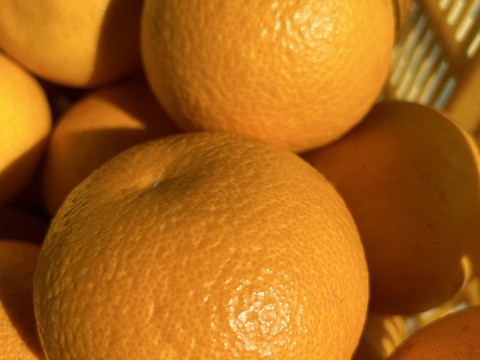 甘味x酸味+苦みスパイス=子供も喜ぶ大人の味！和歌山の八朔Ｌサイズ10kg