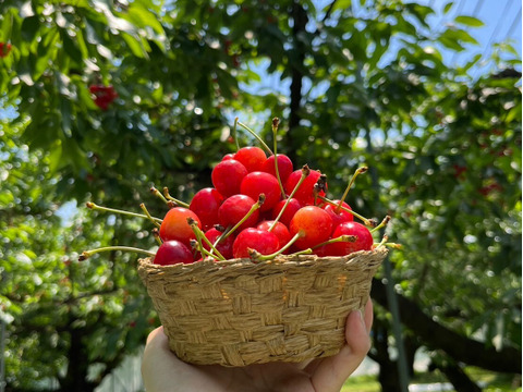 【朝どれ畑から直送、数量限定】もぎっぱなし「農家の先生が育てた山形県産紅秀峰」700g（1週間限定販売）