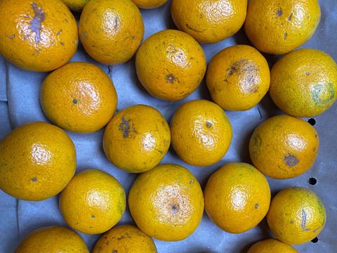 【訳あり】愛媛県産　島育ち　完熟早生みかん！！太陽と潮風の早生みかん5kg（箱込み）