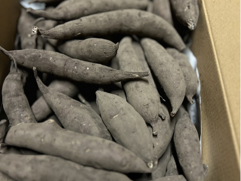 群馬県産 訳ありさつまいも【シルクはスイート】土付き　1.5kg